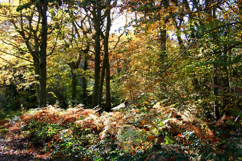 2.Autumn Bossenden Wood, Dunkirk.jpg